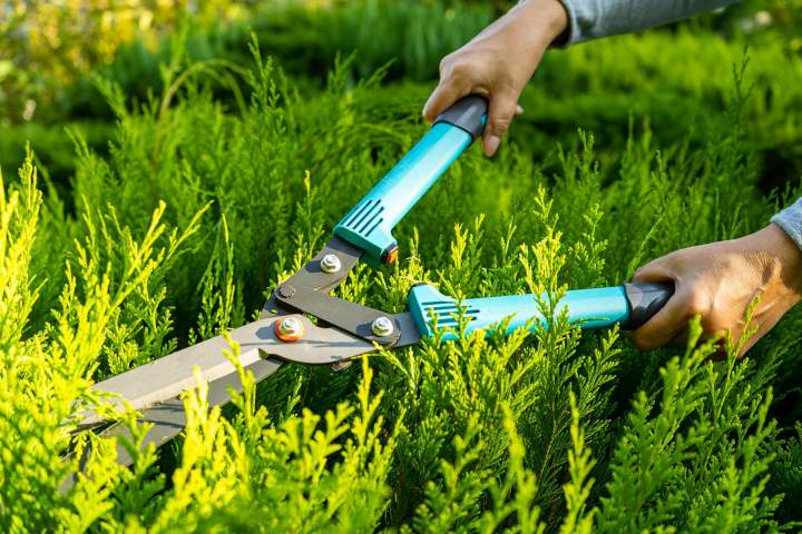 Entretien de jardin Le Blanc